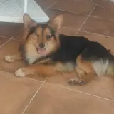 Adopta a Foxy