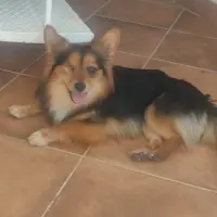 Adopta a Foxy