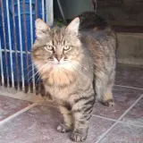 Adopta a Gero