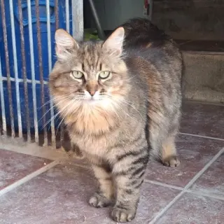 Gero