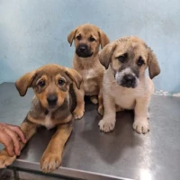 Adopta a El Trío Lalala