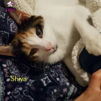 Adopta a Shiva