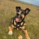 Adopta a Luck