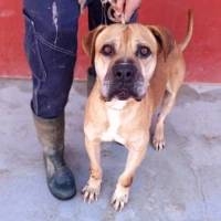 Adopta a Shrek