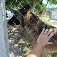 Adopta a Turco