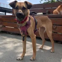 Adopta a Mafan