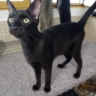 Nito