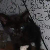 Adopta a Michi Negrito