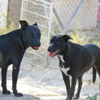 Adopta a Ayana Y Shani