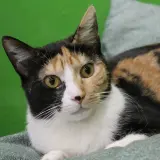 Adopta a Selina