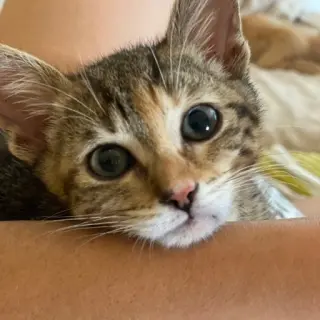 Sofía