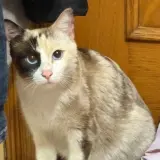 Adopta a Cloe