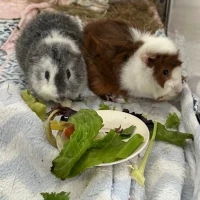 Adopta a Fénix, Maxi