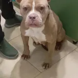 Adopta a Santa