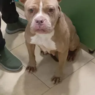 Santa