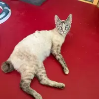 Adopta a Perla Es Una Joya
