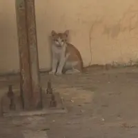 Adopta a Hermanitos