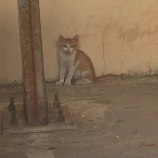 Cachorross