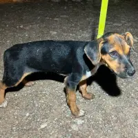 Adopta a Dona