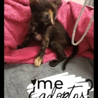 Adopta a Kitty