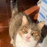Adopta a Sumo