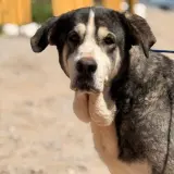 Adopta a Nina