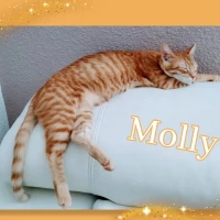 Adopta a Molly