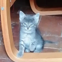 Adopta a Gatitos