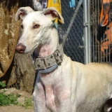 Adopta a Olaf