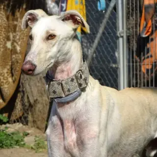 Olaf