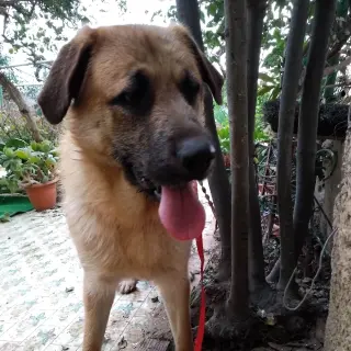 Thor