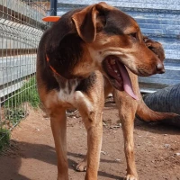 Adopta a Marcelo
