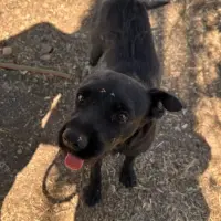 Adopta a Gina