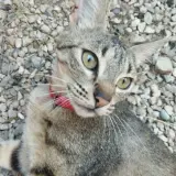 Adopta a Flora