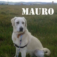 Adopta a Mauro