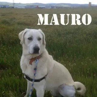 Mauro