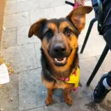 Adopta a Daya