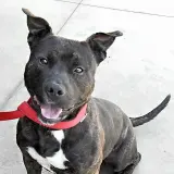 Adopta a Grillo