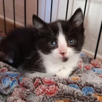 Adopta a Tibor