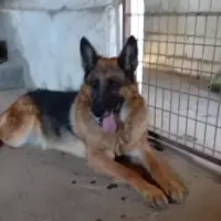 Adopta a Jimena