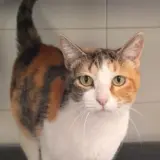 Adopta a Lady