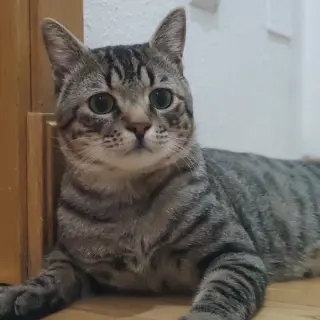 Yoda