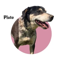 Adopta a Pluto