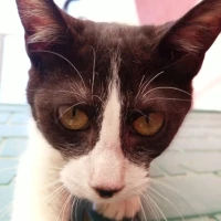 Adopta a Sandero