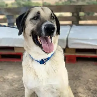 Beba