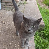 Adopta a Romeo