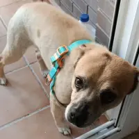 Adopta a Yago