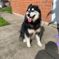 Adopta a Apolo