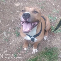 Adopta a Maya