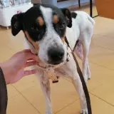Adopta a Tango
